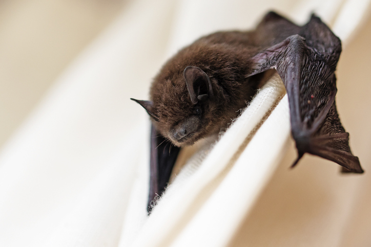 bat removal services saratoga ny