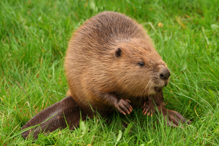 Local Beaver Removal Services