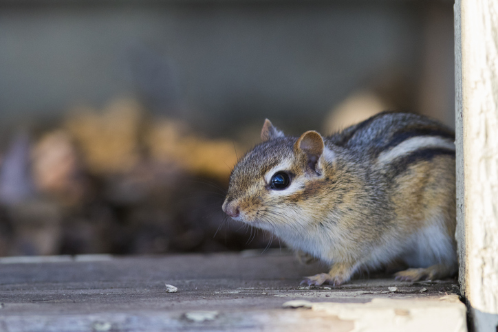 Chipmunk Removal Services