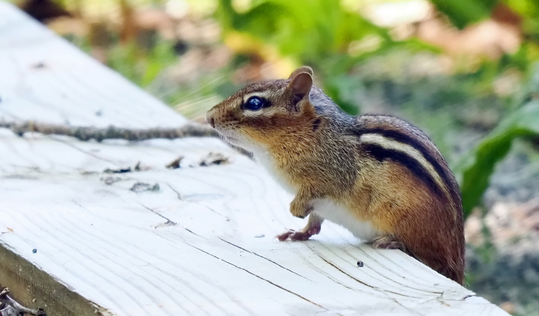 Chipmunk Removal Services