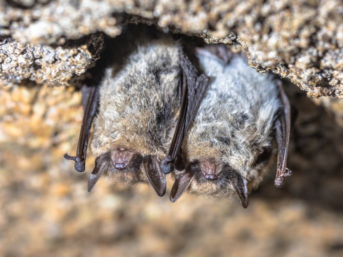 Bat Relocation and Removal Services