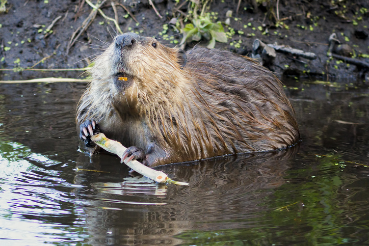 Beaver Removal Services NY