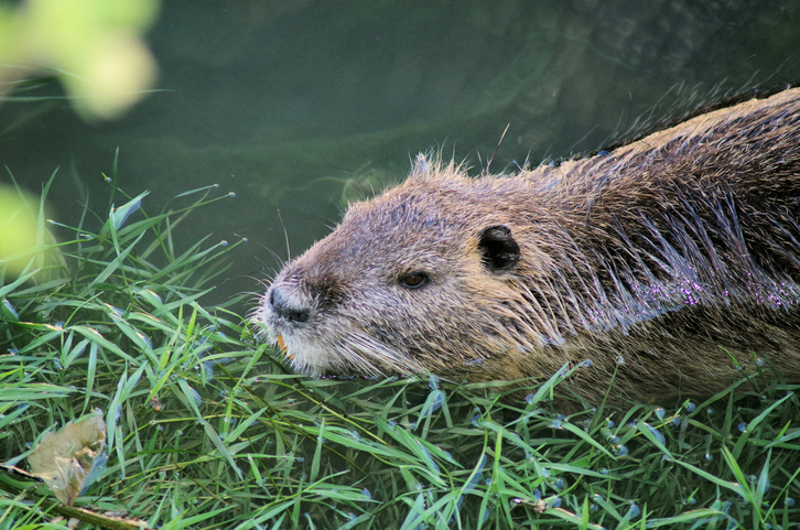 Beaver Removal Services