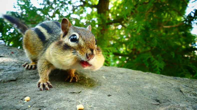 Chipmunk Removal Services