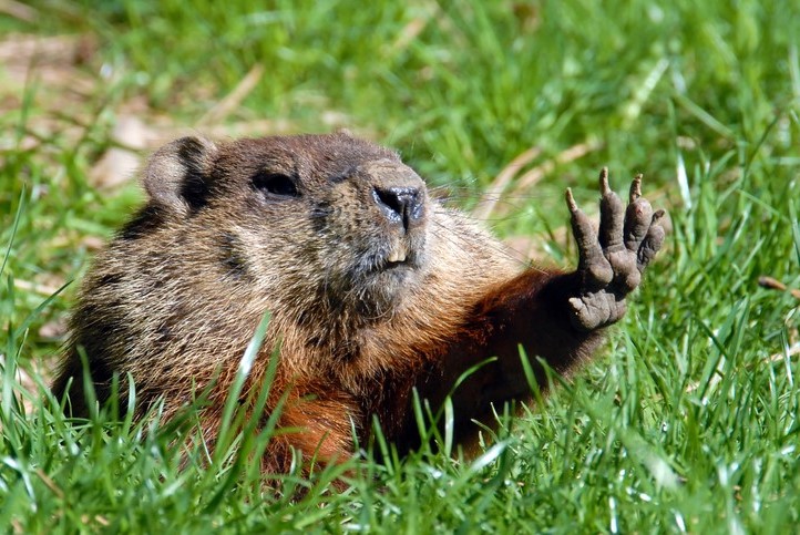 Groundhog relocation services