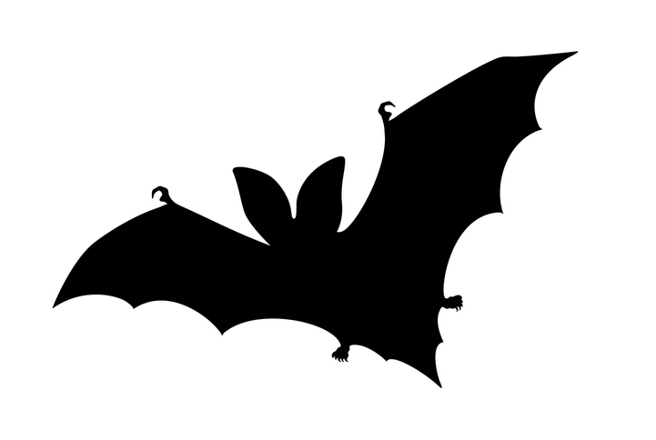 Local Bat Removal Company