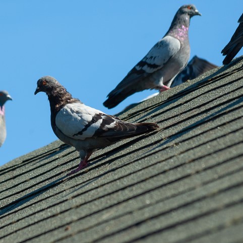 pigeon removal and relocation services