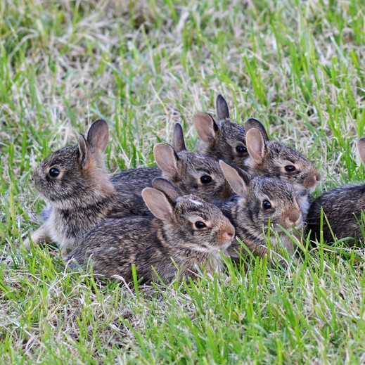 rabbit removal and relocation services