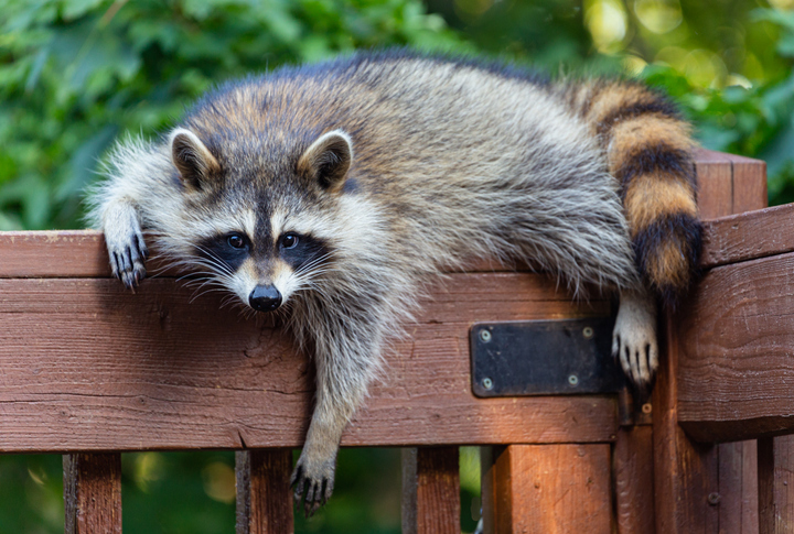 Racoon Removal Services Near Me