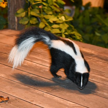 skunk removal and relocation services