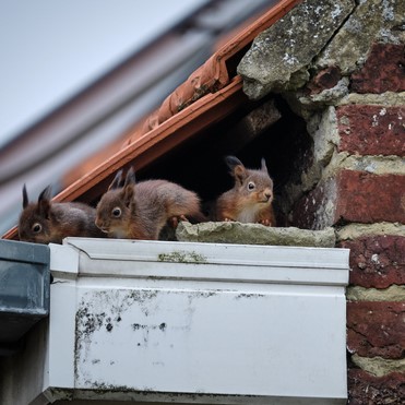 Squirrel removal services