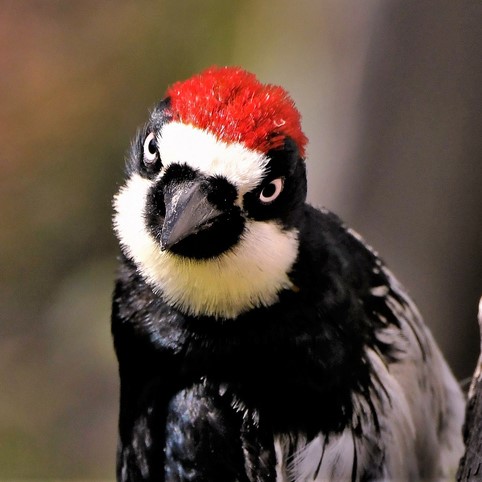 woodpecker removal services