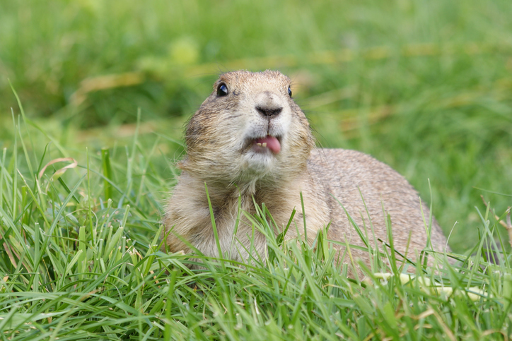 Groundhog/ Woodchuck Removal – Empire Wildlife Management | Bat Removal