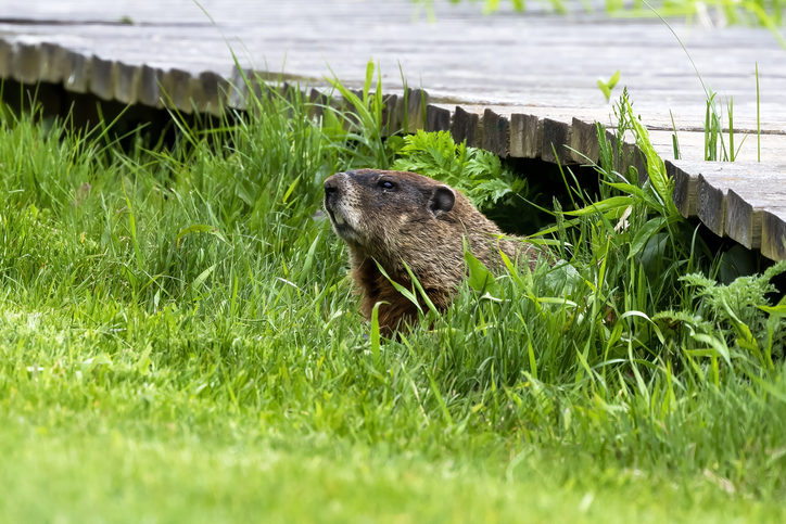 groundhog removal services