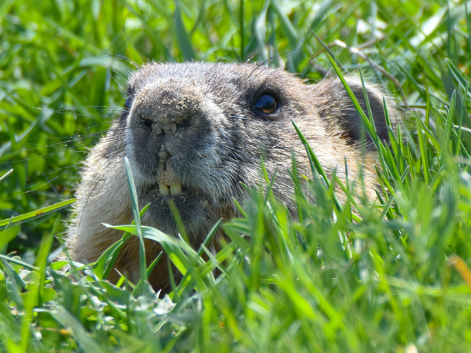 groundhog removal services