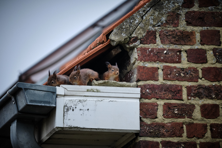 local squirrel removal services