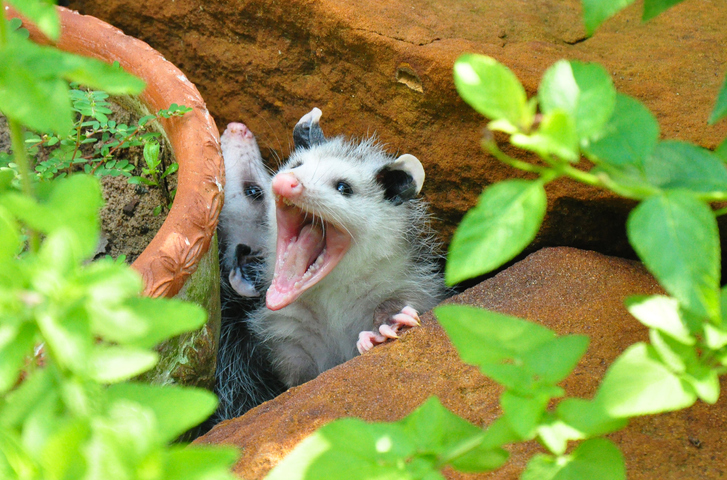 opossum removal services