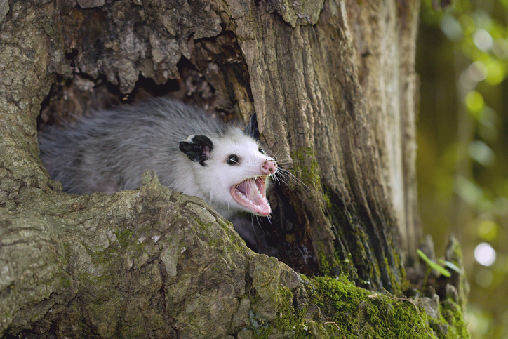 opossum removal services