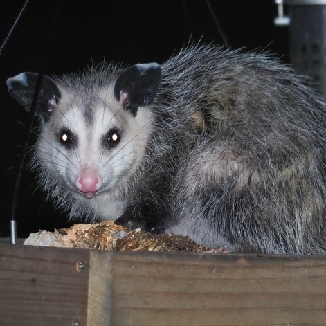 opossum removal services