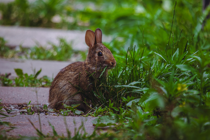 rabbit removal and relocation company