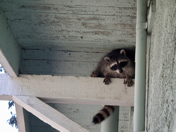 Raccoon Removal Company