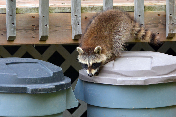 Raccoon Removal Company