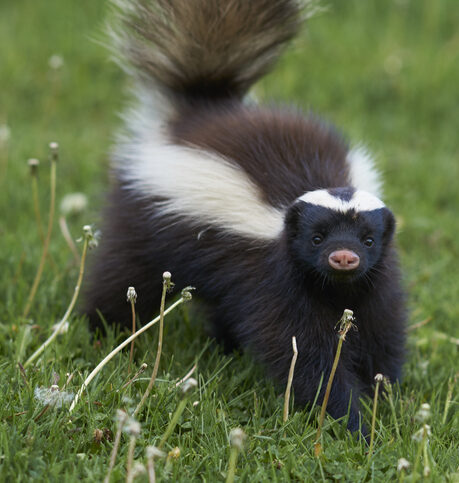 Humane skunk removal services