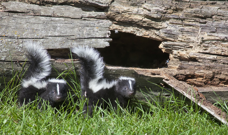 Skunk removal services