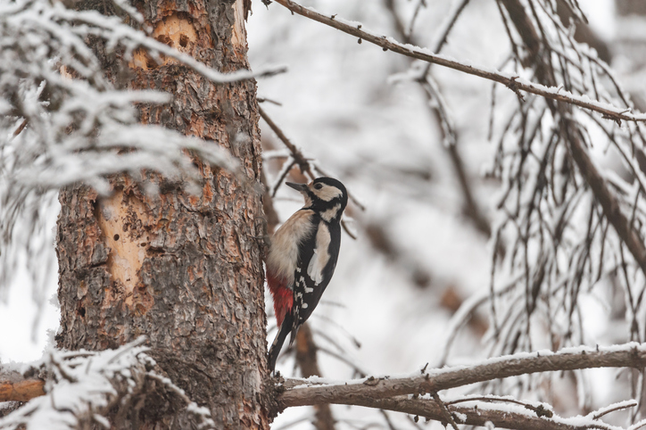 woodpecker removal services near me