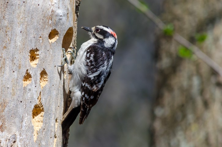 woodpecker removal services